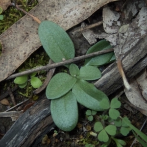 Diplodium ampliatum at Conder, ACT - 3 Apr 2020