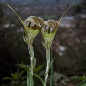 Diplodium ampliatum at Conder, ACT - 3 Apr 2020