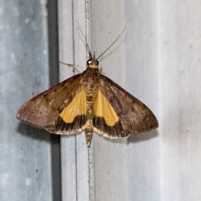 Uresiphita ornithopteralis (Tree Lucerne Moth) at Higgins, ACT - 31 Mar 2020 by AlisonMilton