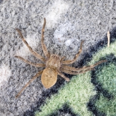 Neosparassus calligaster (Beautiful Badge Huntsman) at Higgins, ACT - 28 Mar 2020 by AlisonMilton