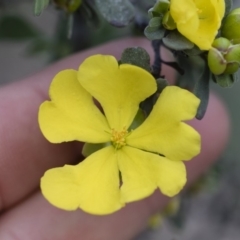 Hibbertia obtusifolia (Grey Guinea-flower) at Illilanga & Baroona - 29 Mar 2020 by Illilanga