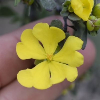 Hibbertia obtusifolia (Grey Guinea-flower) at Michelago, NSW - 29 Mar 2020 by Illilanga