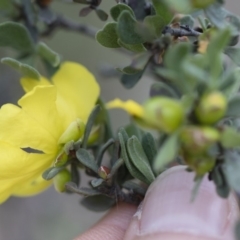 Hibbertia obtusifolia at Illilanga & Baroona - 29 Mar 2020