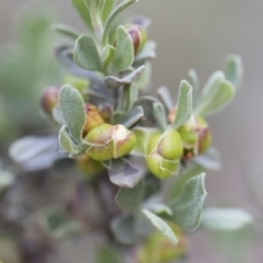 Hibbertia obtusifolia at Illilanga & Baroona - 29 Mar 2020