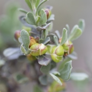 Hibbertia obtusifolia at Michelago, NSW - 29 Mar 2020