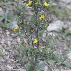 Hibbertia obtusifolia at Illilanga & Baroona - 29 Mar 2020
