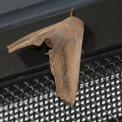 Monoctenia smerintharia (Dark Leaf Moth) at Higgins, ACT - 31 Mar 2020 by AlisonMilton