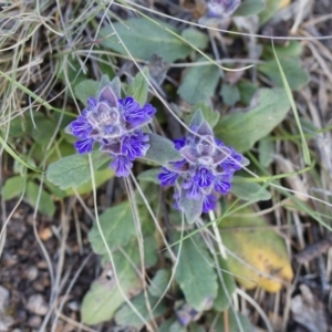 Ajuga australis at Michelago, NSW - 22 Oct 2014 05:51 PM