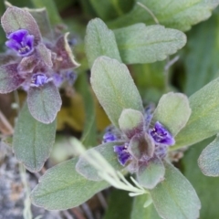 Ajuga australis at Michelago, NSW - 22 Oct 2014 05:51 PM