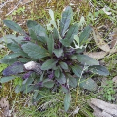 Ajuga australis (Austral Bugle) at Michelago, NSW - 9 Oct 2016 by Illilanga