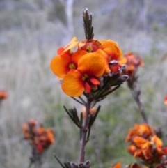 Dillwynia sericea (Egg And Bacon Peas) at Michelago, NSW - 24 Oct 2008 by Illilanga