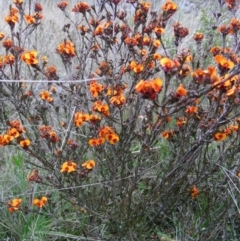 Dillwynia sericea at Michelago, NSW - 24 Oct 2008