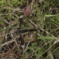 Comptosia sp. (genus) (Unidentified Comptosia bee fly) at Illilanga & Baroona - 29 Feb 2020 by Illilanga