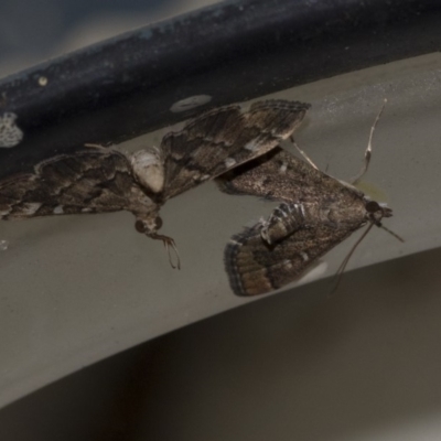 Nacoleia rhoeoalis (A Crambid moth (Spilomelinae) at Higgins, ACT - 23 Mar 2020 by AlisonMilton