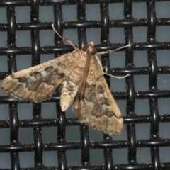 Nacoleia rhoeoalis at Higgins, ACT - 23 Mar 2020