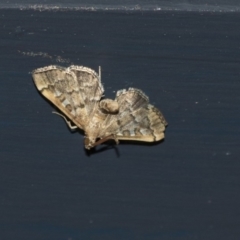 Nacoleia rhoeoalis at Higgins, ACT - 23 Mar 2020