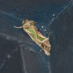 Cosmodes elegans (Green Blotched Moth) at Higgins, ACT - 31 Mar 2020 by AlisonMilton