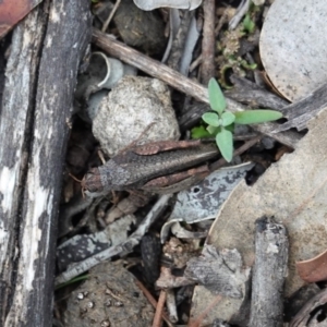 Pycnostictus sp. (genus) at Hughes, ACT - 3 Apr 2020