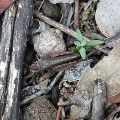 Pycnostictus sp. (genus) (A bandwing grasshopper) at Hughes Grassy Woodland - 3 Apr 2020 by JackyF