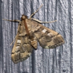 Nacoleia rhoeoalis (Spilomelinae) at Higgins, ACT - 31 Mar 2020 by AlisonMilton