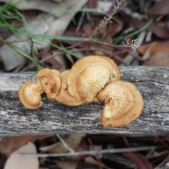 Unverified Shelf-like to hoof-like & usually on wood at Hughes Grassy Woodland - 3 Apr 2020 by JackyF