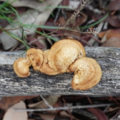 Unverified Shelf-like to hoof-like & usually on wood at Hughes Grassy Woodland - 3 Apr 2020 by JackyF