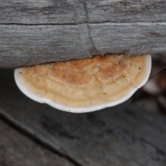 Unverified Pored or somewhat maze-like on underside [bracket polypores] at Hughes, ACT - 3 Apr 2020 by JackyF