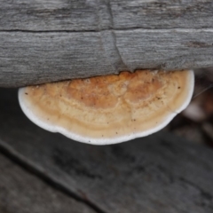 Unidentified Pored or somewhat maze-like on underside [bracket polypores] (TBC) at Hughes, ACT - 3 Apr 2020 by JackyF