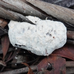 Fuligo septica (Scrambled egg slime) at Hughes Grassy Woodland - 3 Apr 2020 by JackyF