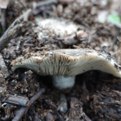 Unverified Cap on a stem; gills below cap [mushrooms or mushroom-like] at Hughes Grassy Woodland - 3 Apr 2020 by JackyF