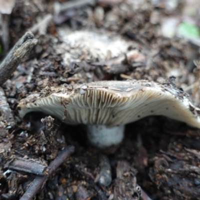 Unverified Cap on a stem; gills below cap [mushrooms or mushroom-like] at Hughes Grassy Woodland - 3 Apr 2020 by JackyF