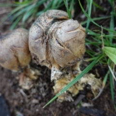 Scleroderma sp. at Deakin, ACT - 3 Apr 2020