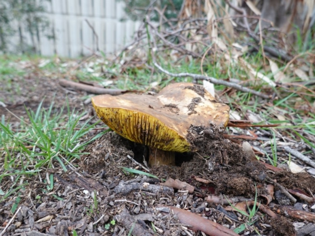 Phylloporus sp. at Deakin, ACT - 3 Apr 2020