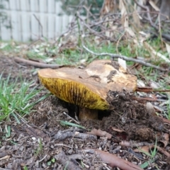 Phylloporus sp. (Phylloporus sp.) at Deakin, ACT - 3 Apr 2020 by JackyF