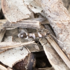 Stagmatophora argyrostrepta (A cosmet moth) at Michelago, NSW - 10 Nov 2019 by Illilanga