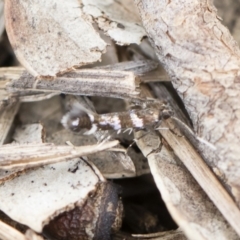 Stagmatophora argyrostrepta (A cosmet moth) at Illilanga & Baroona - 9 Nov 2019 by Illilanga