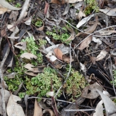 Heterodea sp. (A lichen) at Red Hill Nature Reserve - 2 Apr 2020 by JackyF