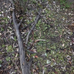 Heterodea sp. at Hughes, ACT - 2 Apr 2020