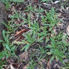 Plantago varia at Hughes, ACT - 2 Apr 2020 05:35 PM