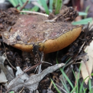 zz bolete at Hughes, ACT - 2 Apr 2020 05:37 PM