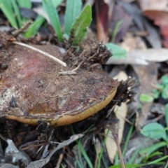 zz bolete at Hughes, ACT - 2 Apr 2020 05:37 PM