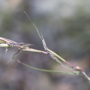 Cymbopogon refractus at Michelago, NSW - 29 Mar 2020