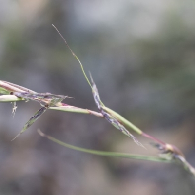 Cymbopogon refractus (Barbed-wire Grass) at Michelago, NSW - 29 Mar 2020 by Illilanga