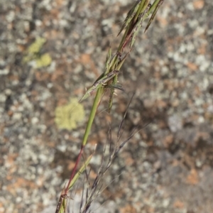 Cymbopogon refractus at Michelago, NSW - 29 Mar 2020