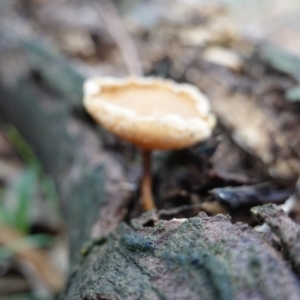 Lentinus arcularius at Hughes, ACT - 2 Apr 2020