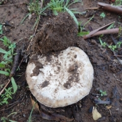 Unverified Cap on a stem; gills below cap [mushrooms or mushroom-like] at Hughes, ACT - 2 Apr 2020 by JackyF