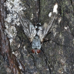 Prosena sp. (genus) (A bristle fly) at Majura, ACT - 2 Apr 2020 by jb2602