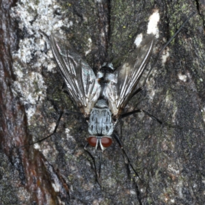 Prosena sp. (genus) at Majura, ACT - 2 Apr 2020