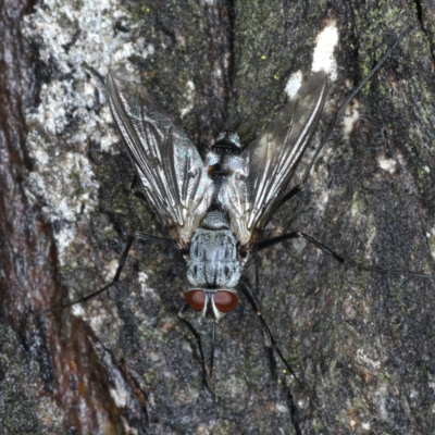 Prosena sp. (genus) (A bristle fly) at Mount Ainslie - 2 Apr 2020 by jb2602