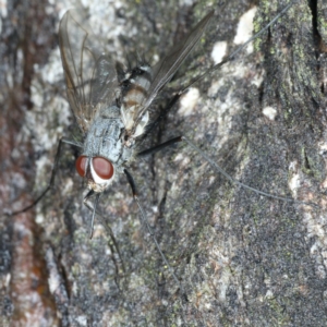 Prosena sp. (genus) at Majura, ACT - 2 Apr 2020